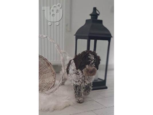 Κουτάβια Lagotto Romagnolo